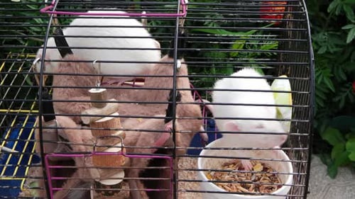 The View Inside the Cell White Rats in a Cage Outdoor