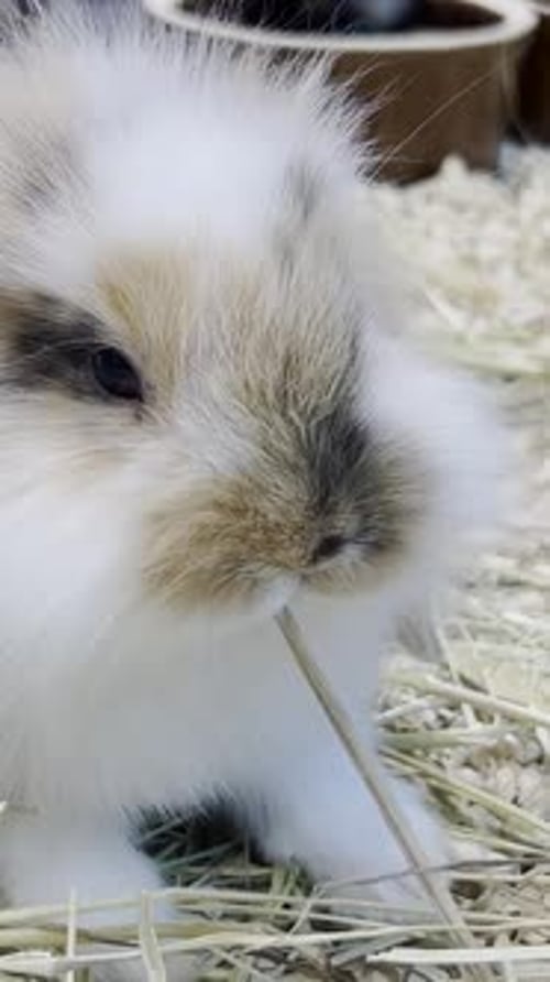 Adorable Rabbit Eating Hay in Rustic Setting