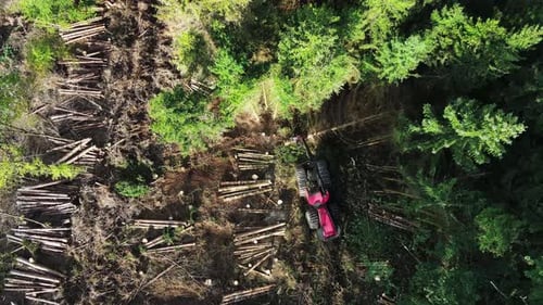 Ansicht von oben nach unten: Holzfällerausrüstung im Einsatz im Wald — Verarbeitung von Fichtenwäldern. Mechanisches Werkzeug