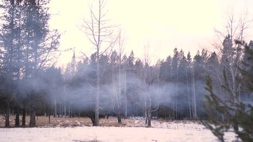 Of Mist in Snowy Forest