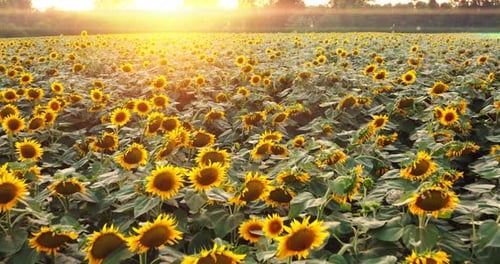 Aerial shot of blooming field of sunflowers with a sun shining.