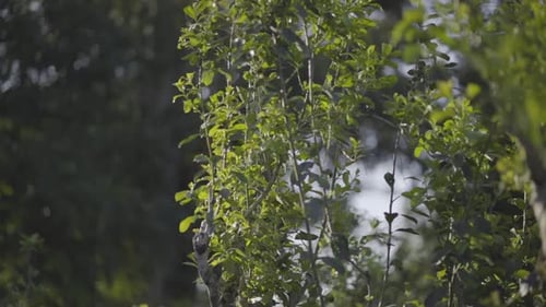 Gentle Breeze: Soft Focus on a Swaying Tea Plant
