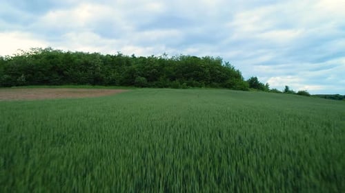 Aerial View Over Wheat Field. Summer.