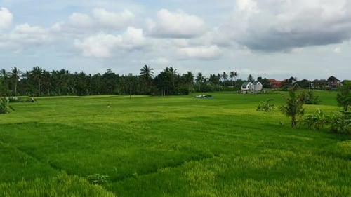 lush green rice and coconut tree field in Ubud Bali on cloudy day, aerial