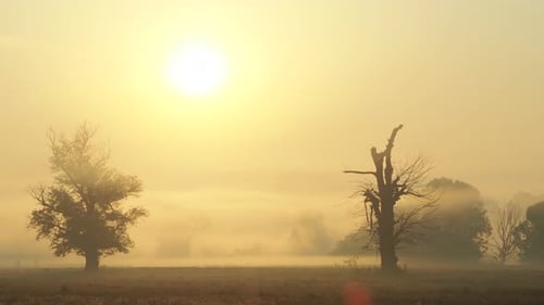 Shot of morning mist over open field at sunrise. Trees in the fog. Magic autumn morning.