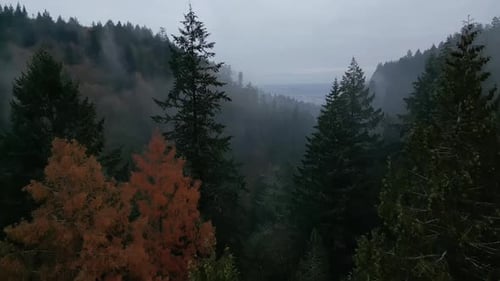 Foggy Forest Landscape Aerial View