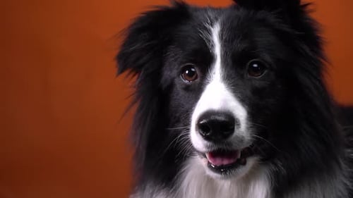 Close up of a border collie dog with beautiful eyes, orange background