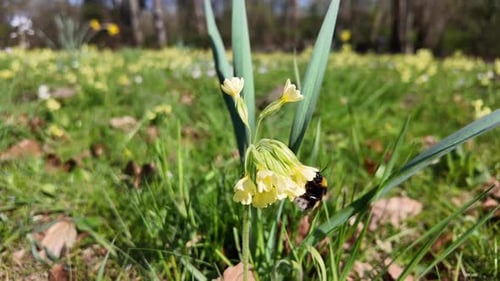Bee Foraging on Springtime Yellow Wildflowers