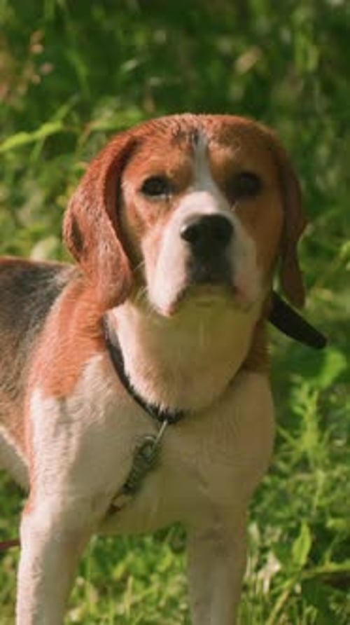 Beagle Dog in Green Grassy Field Portrait