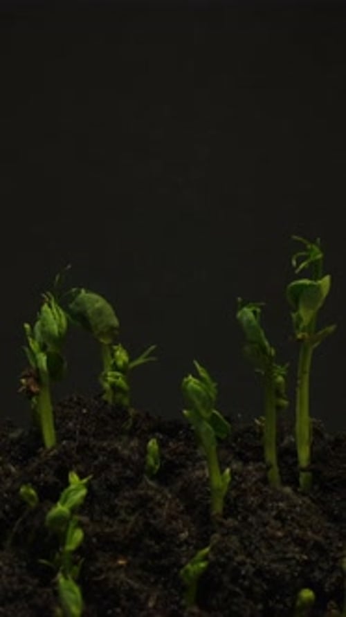 Sprouts Emerge From Soil Time Lapse