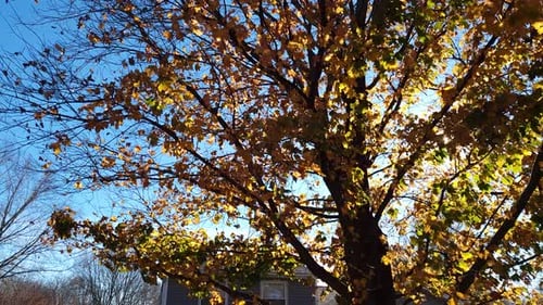 Sun rays passing through nature. Green trees in summer. Ecological environment. The sun's rays pass