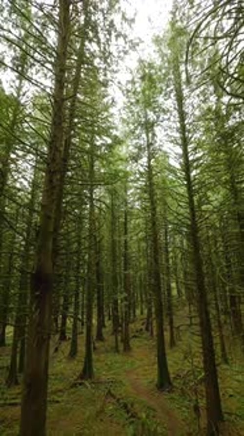 Smooth Flight Between the Trees Close to Branches in a Fabulous Spring Forest