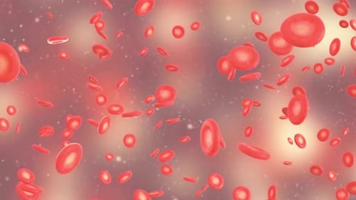Flowing Red Blood Cells Medical Animation Loop