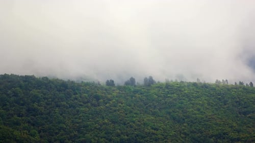 Mist over the mountain. Timelapse of fog moving through the trees. Winter feeling.