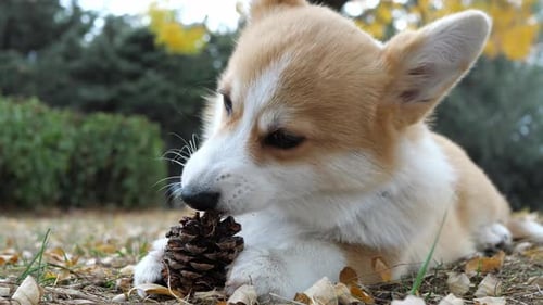 Feliz pequeño Corgi galés dando un paseo por el parque. El Corgi es un perro real.