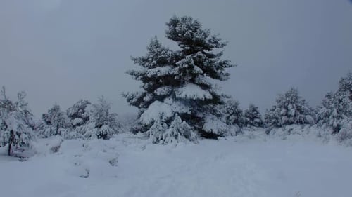 Snow Covered Trees in Winter Landscape