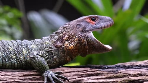 Caiman Lizard (Dracaena guianensis) is yawning on a trunk, half body side view shot, blurred backgro