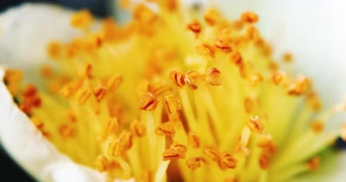 Blumen und Pollen warten darauf, abgeholt zu werden