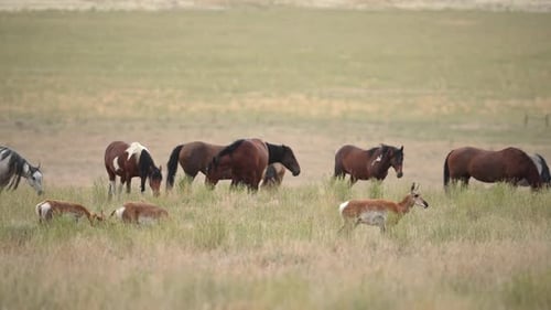 Pronghorn walking through herd of Wild Horses in the Utah desert