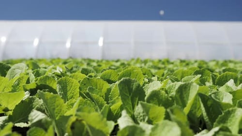 Camera Movement Along a Young Green Seedlings Сhinese Cabbage Near Greenhouse