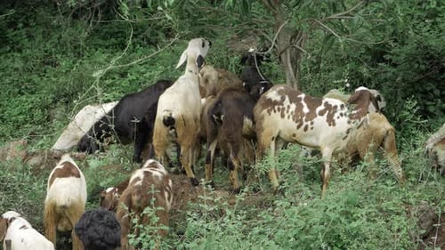 Vibrant Herd of Indian Goats in a lush forest