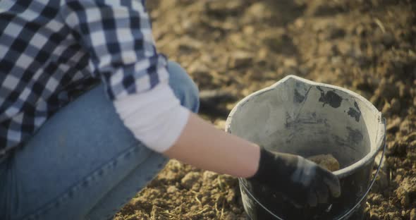 Woman Throwing Stones From Cultivated Field Into Bucket Clearing Soil ...