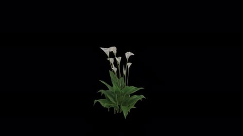 Calla Lily Plant blowing in the wind. Animated Flowering Plant. Alpha Channel. Loop Animation