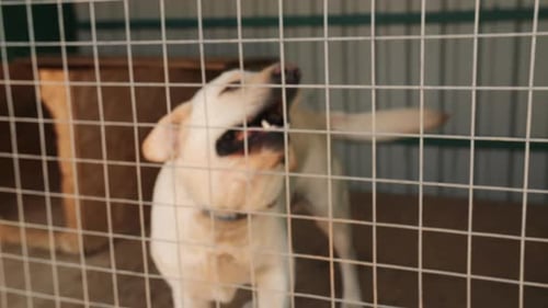 Dog Barking Inside a Shelter Kennel