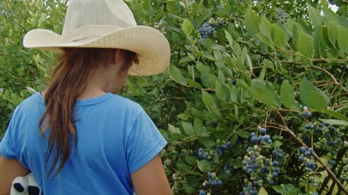 Schoolgirl Role in the Family Farm Picking Blueberries