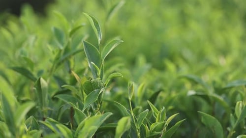 Tea Leaves Young Green Leaves on the Tea Bush Close Up Tea Bush on Plantations in Morning Light Raw