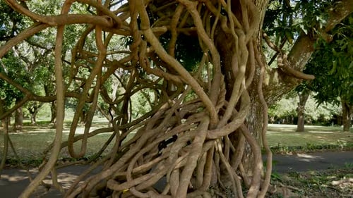 Gnarled Tree Roots and Vines in Tropical Park