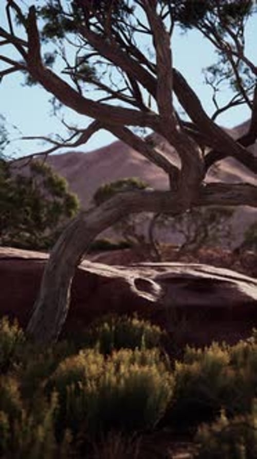 Desert Tree With Background Mountains