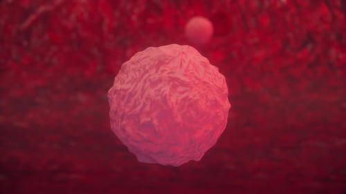 Los glóbulos blancos fluyen. Vista microscópica de glóbulos blancos y rojos en la vena