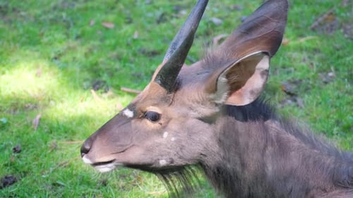 Closeup of a Goat with Horns on a Background of Green Grass