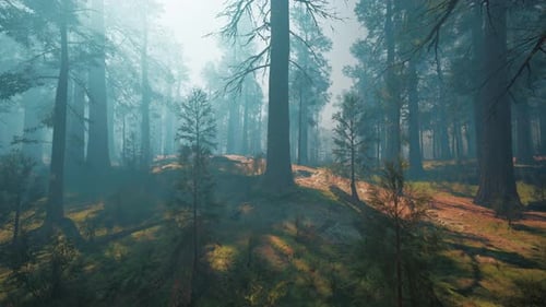 Pine Forest with the Last of the Sun Shining Through the Trees