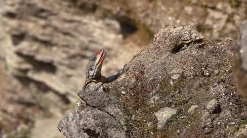 Black and yellow lizard with red head on rock, Nepal
