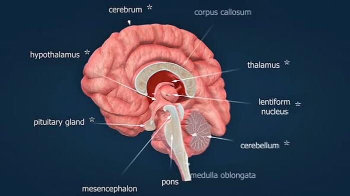 Human Brain Anatomy Cerebellum And Nervous System 3D Animation Bugs human-brain-anatomy-cerebellum-and-nervous-system-3d-animation-bugs