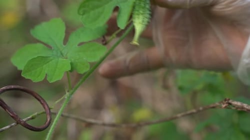 Plan rapproché d'une plante de melon amer du Kerala avec le Kerala accroché à des vignes utilisées pour fabriquer des plantes médicinales