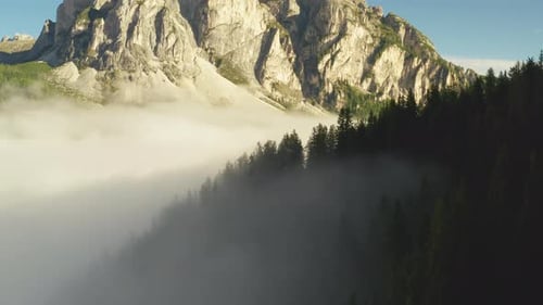 Forestry and Rocky Mountains Surrounded By Dense Fog