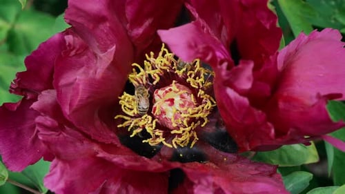 Amazing Footage of Bees Gathering Pollen From Pink Peony Flower Macro View