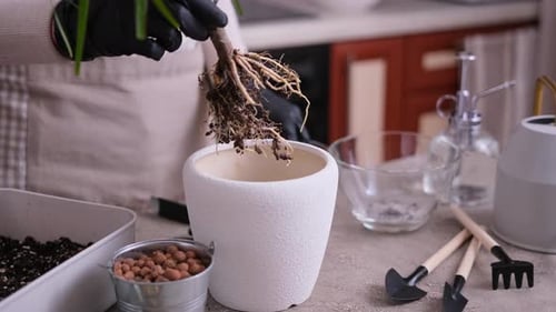 Woman Replanting Dracaena House Plant at Home