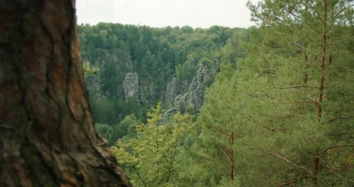 Scenic view of a forested valley with rock formations viewed from a vantage point beside a pine tree