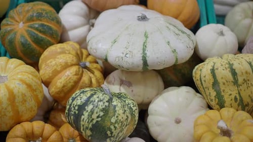 Variety of Pumpkins and Gourds in Still Life
