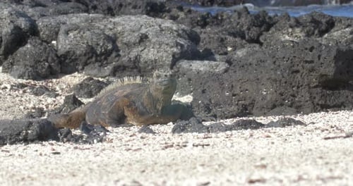 Marine Iguana Galapagos on the beach