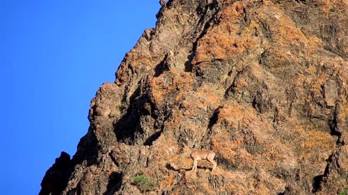 Rocky Mountain Goat Climbing On The Edge Of Steep Mountain. - Wide Shot