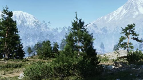 Rocky Precipice with a Dense Pine Forest
