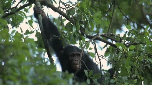 Slowmotion shot of a Chimpanzee eating fruits off of a tree in Rwanda