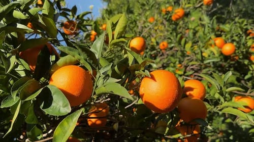 Juicy Ripe Oranges Fruit Branch of the Orange Tree in the Garden