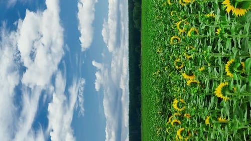 Sunny Sunflower Field and Cloudy Blue Sky