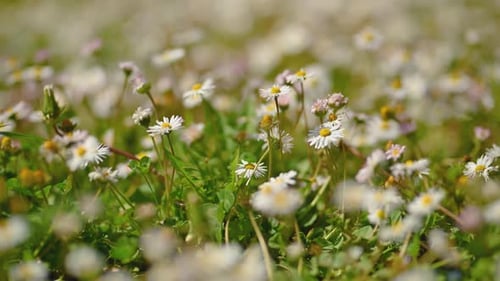 Daisy wildflower in spring meadow